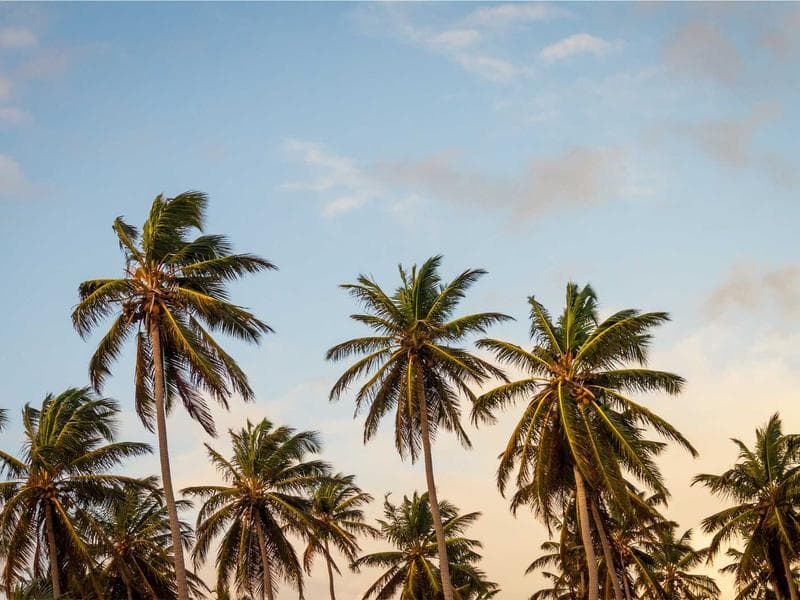 Bó Hoa Hồng Đỏ Tình Yêu
